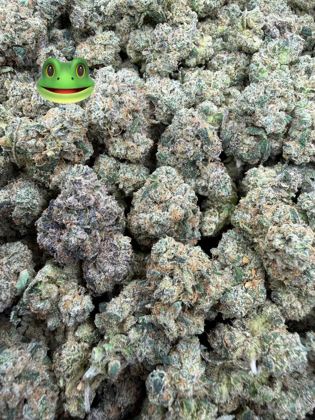 Toad Venom  - 64x 7G Jars