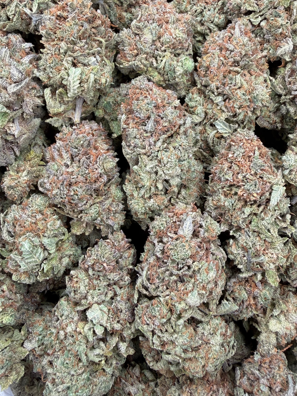 Platinum Bubba