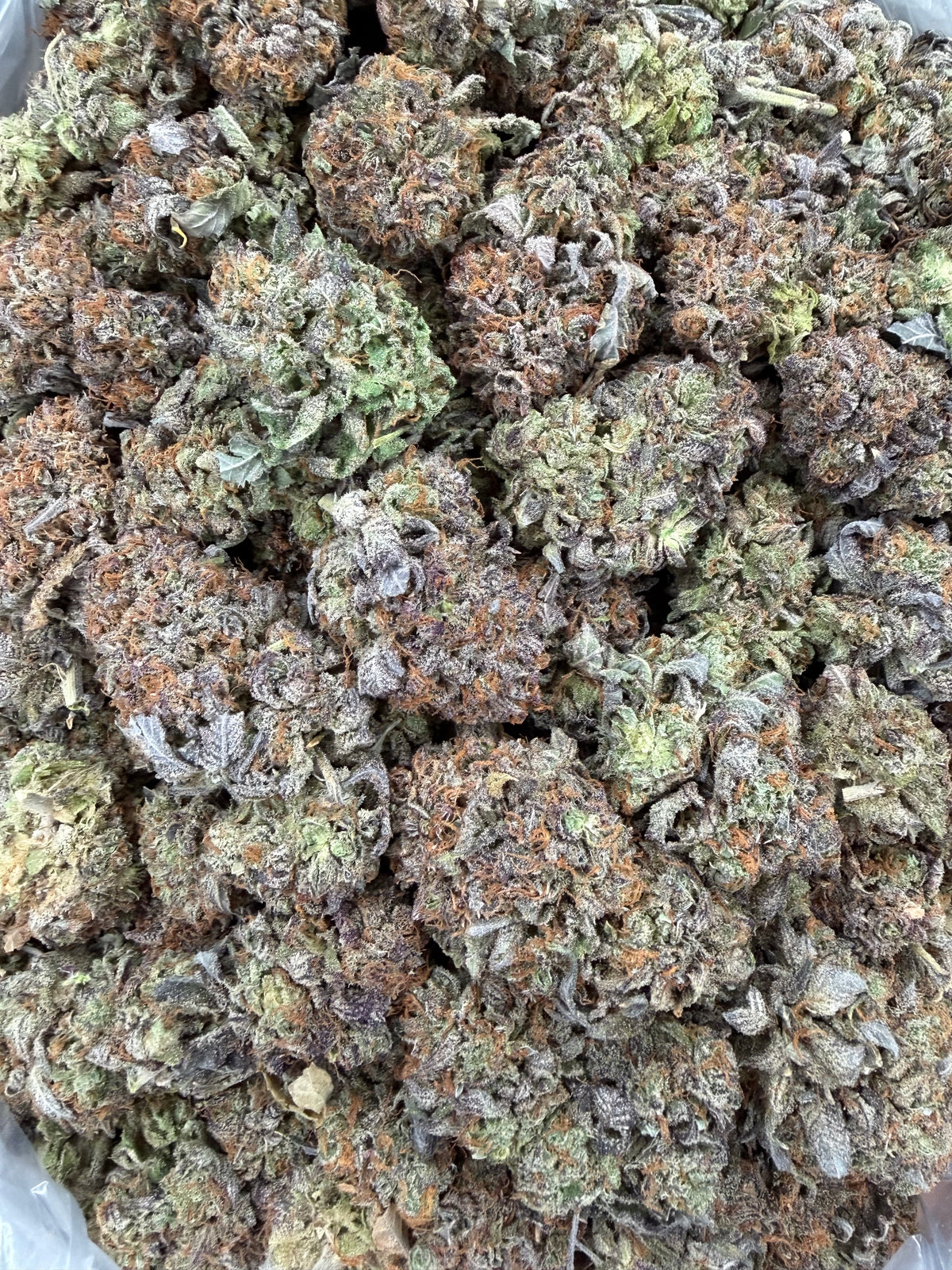 Purple Bubba