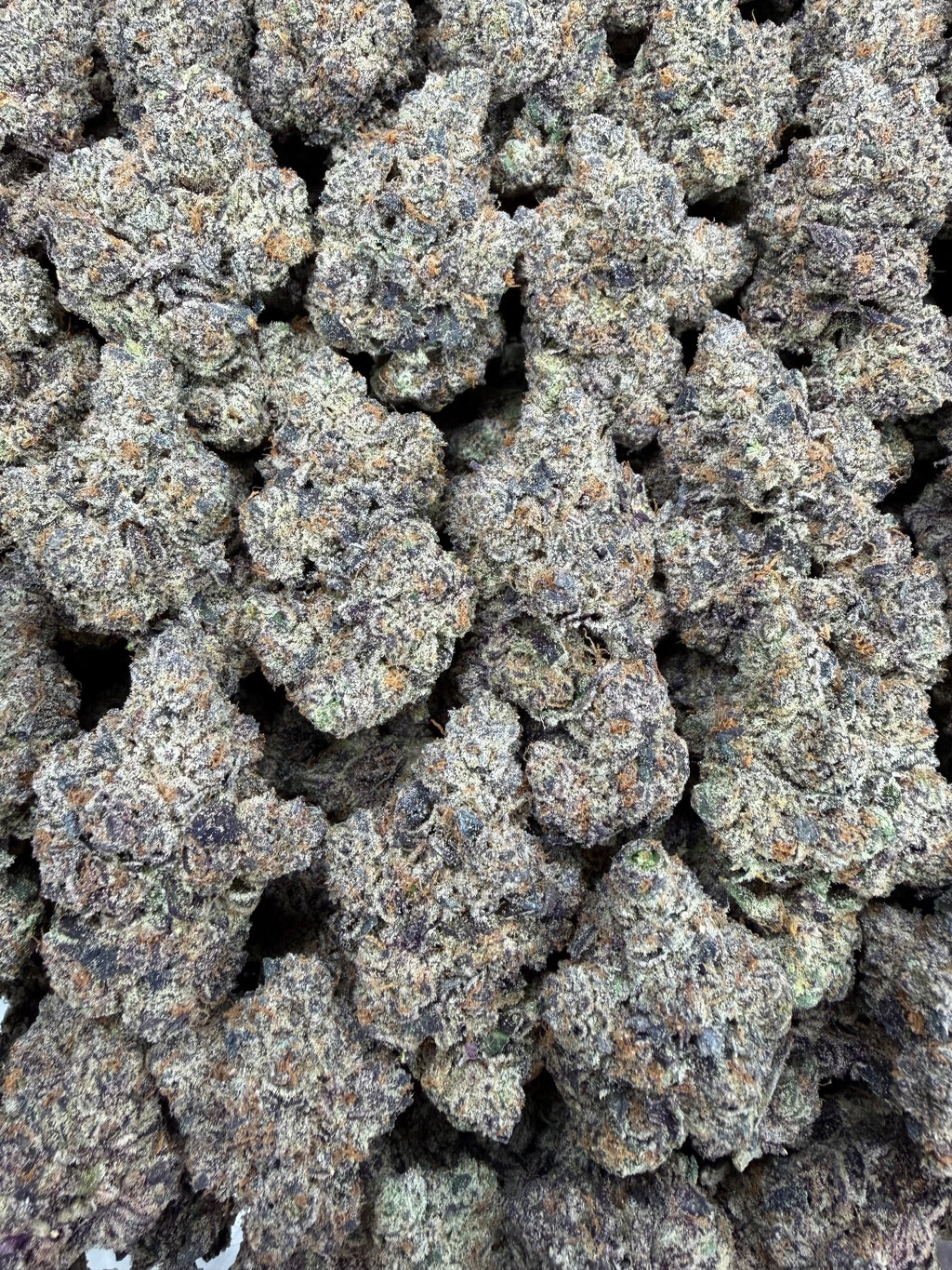 Zebra Fuel - 64x 7G Jars