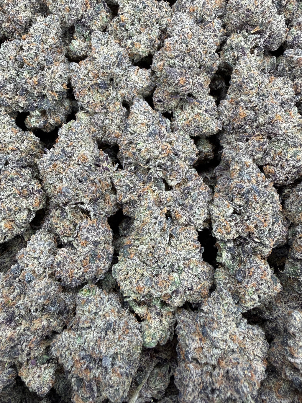 Zebra Fuel - 64x 7G Jars