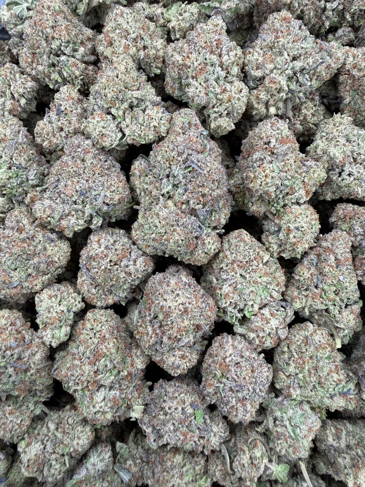 Gelato Ice