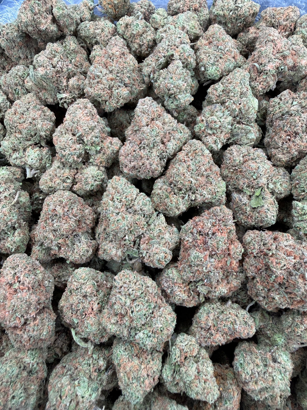 Gelato 47 (Room 2)