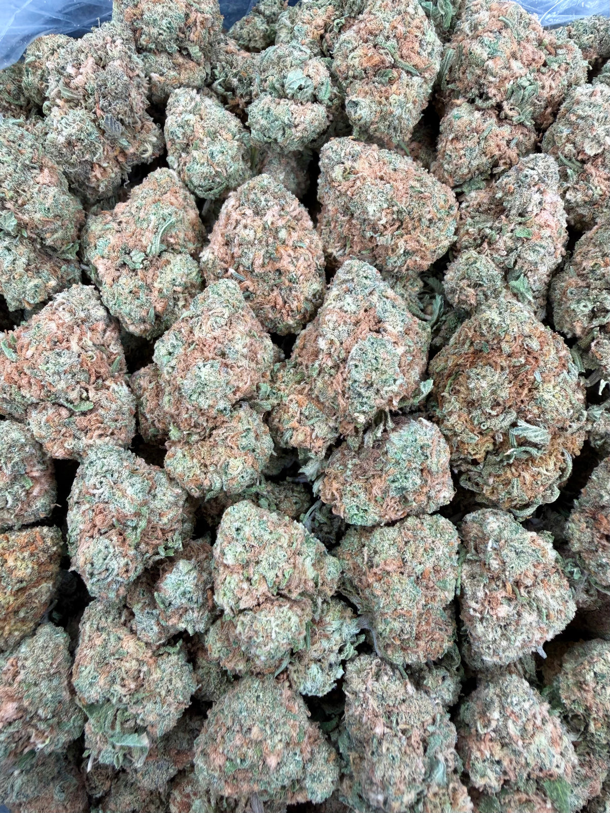 Mango Gelato