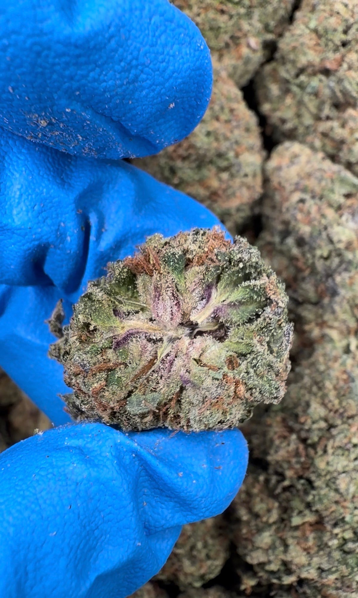 Purple Lemon Cherry Gelato