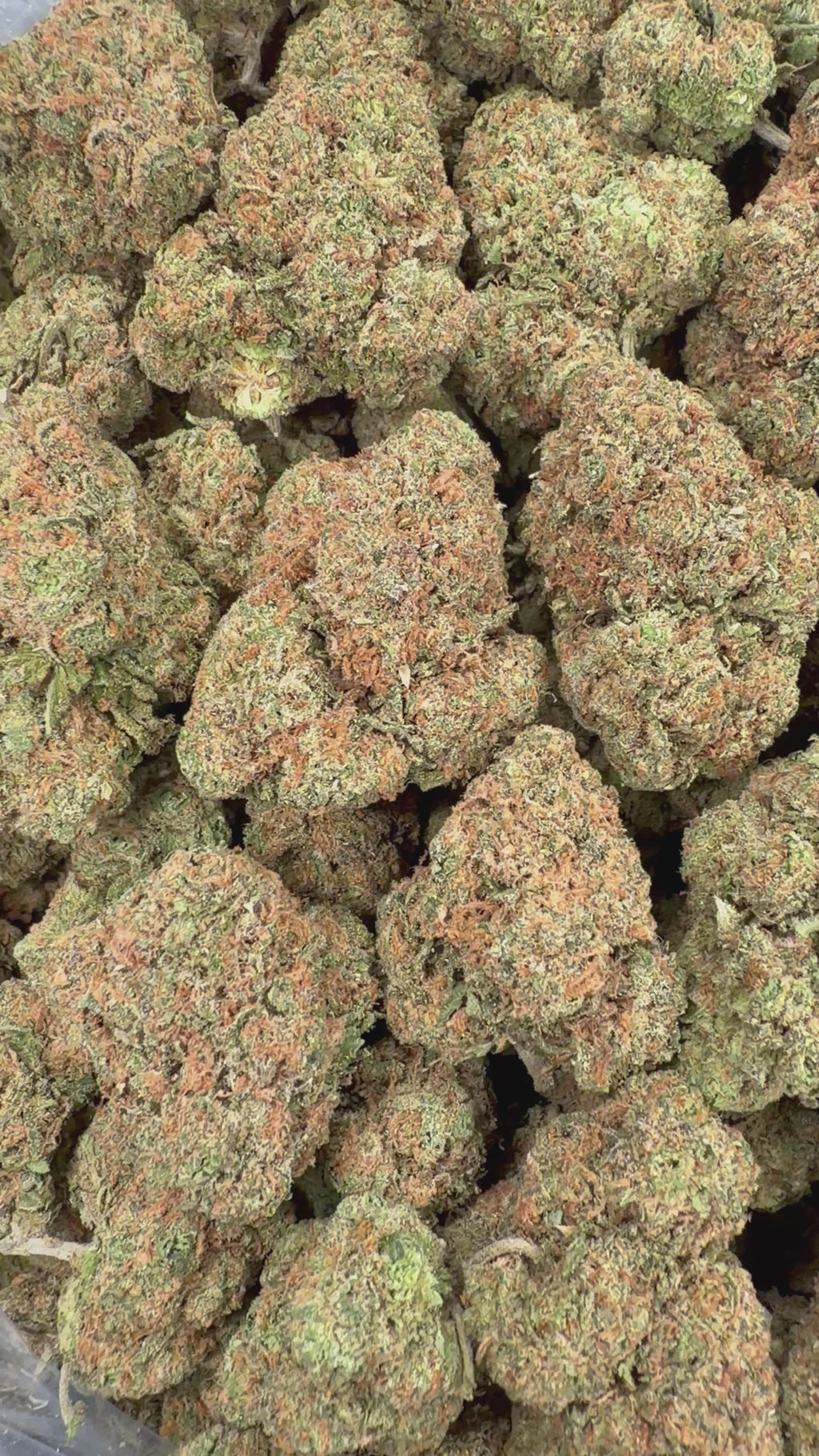 Gelato 47 (Room 1)
