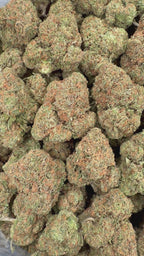 Gelato 47 (Room 1)