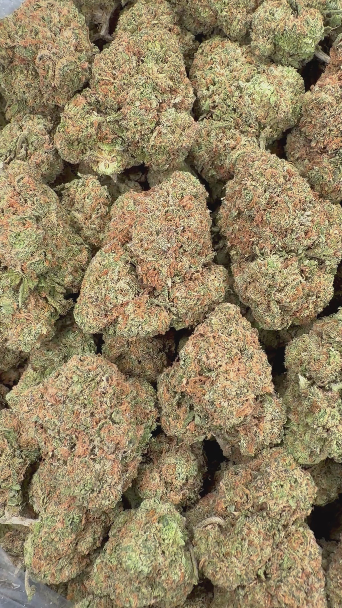 Gelato 47 (Room 1)