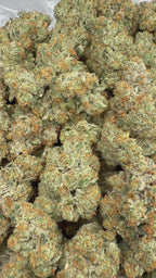 White Fire OG - 64x 7G Jars