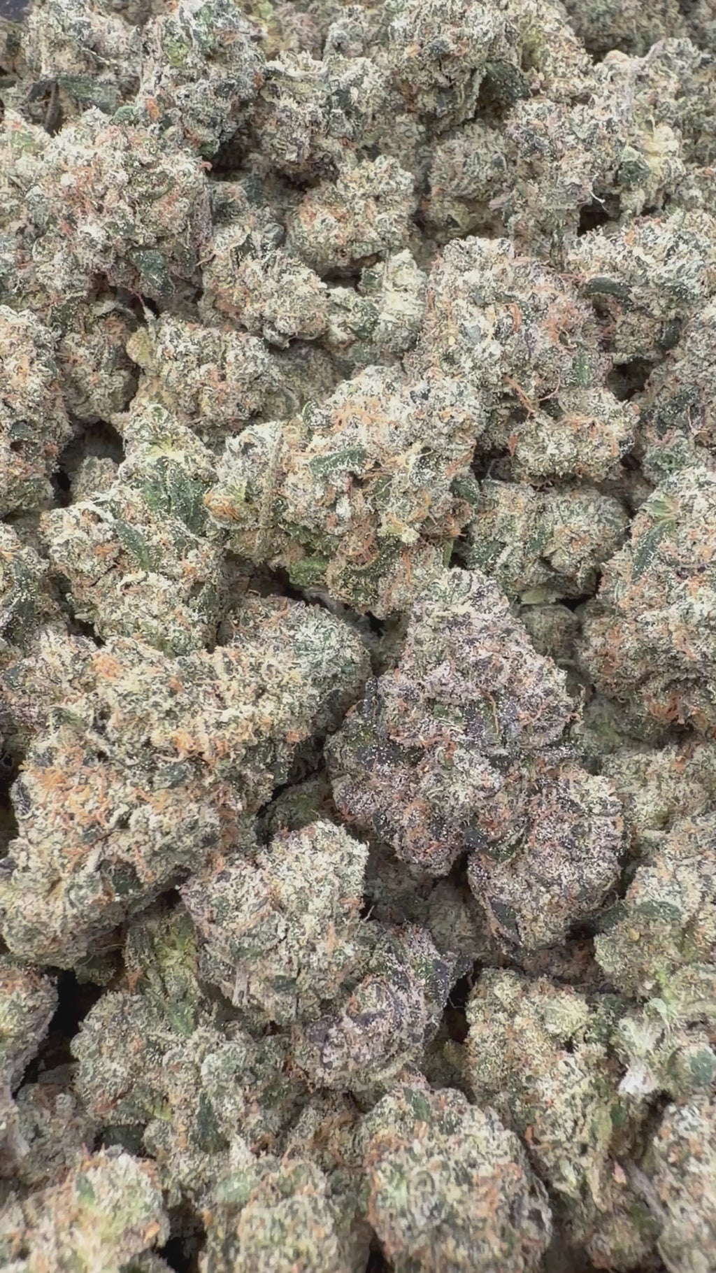 Toad Venom  - 64x 7G Jars
