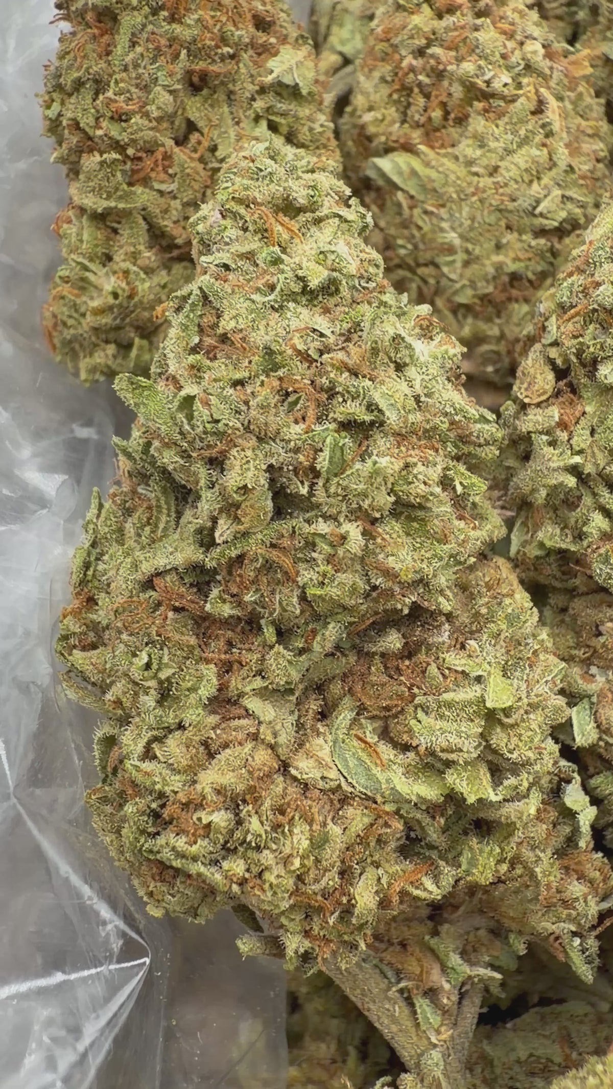Gelato King