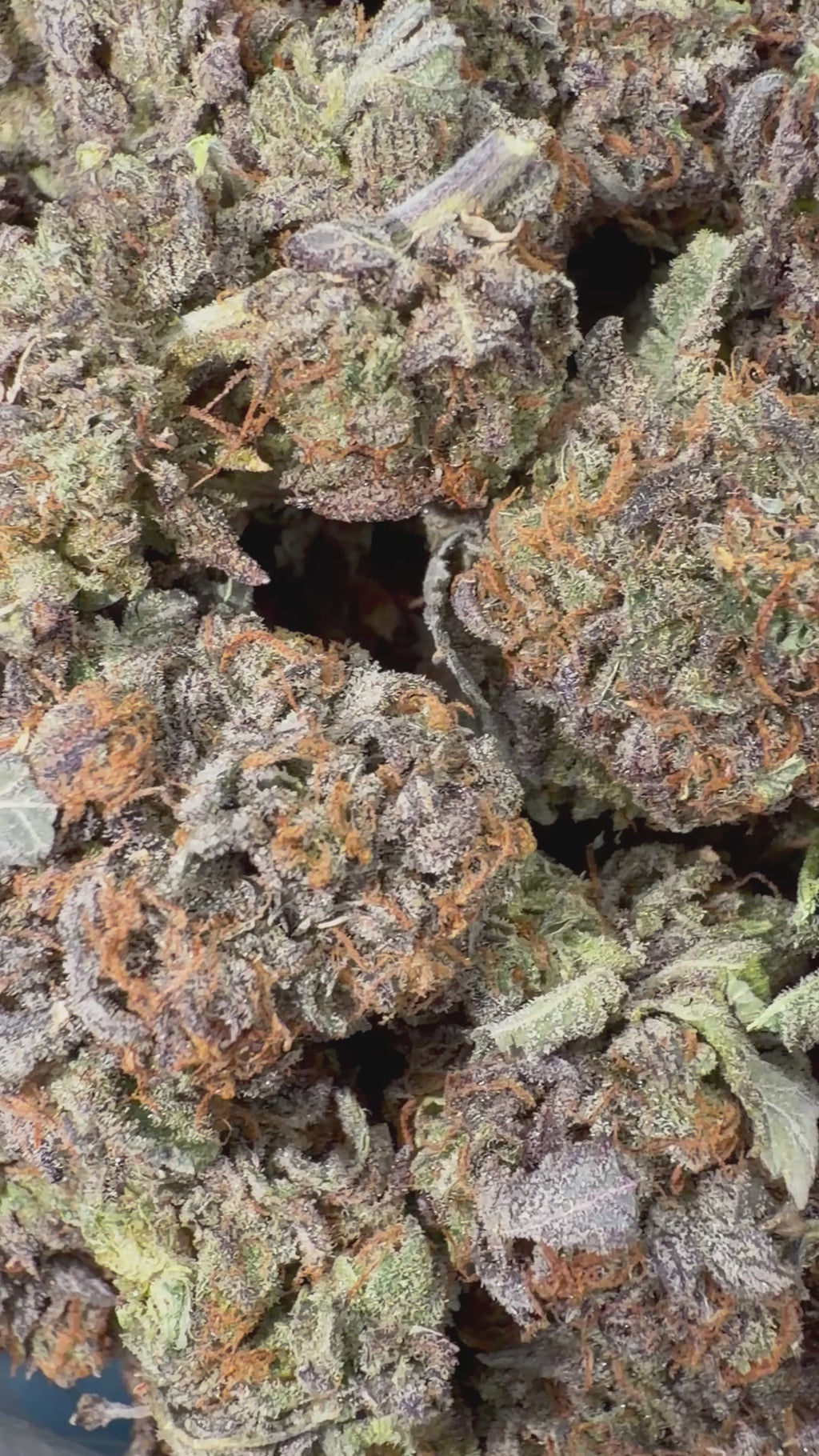 Purple Bubba