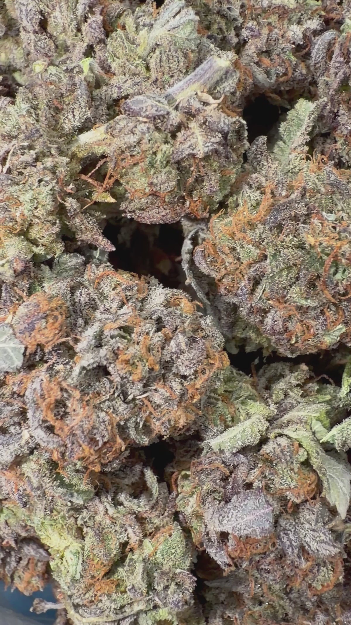 Purple Bubba