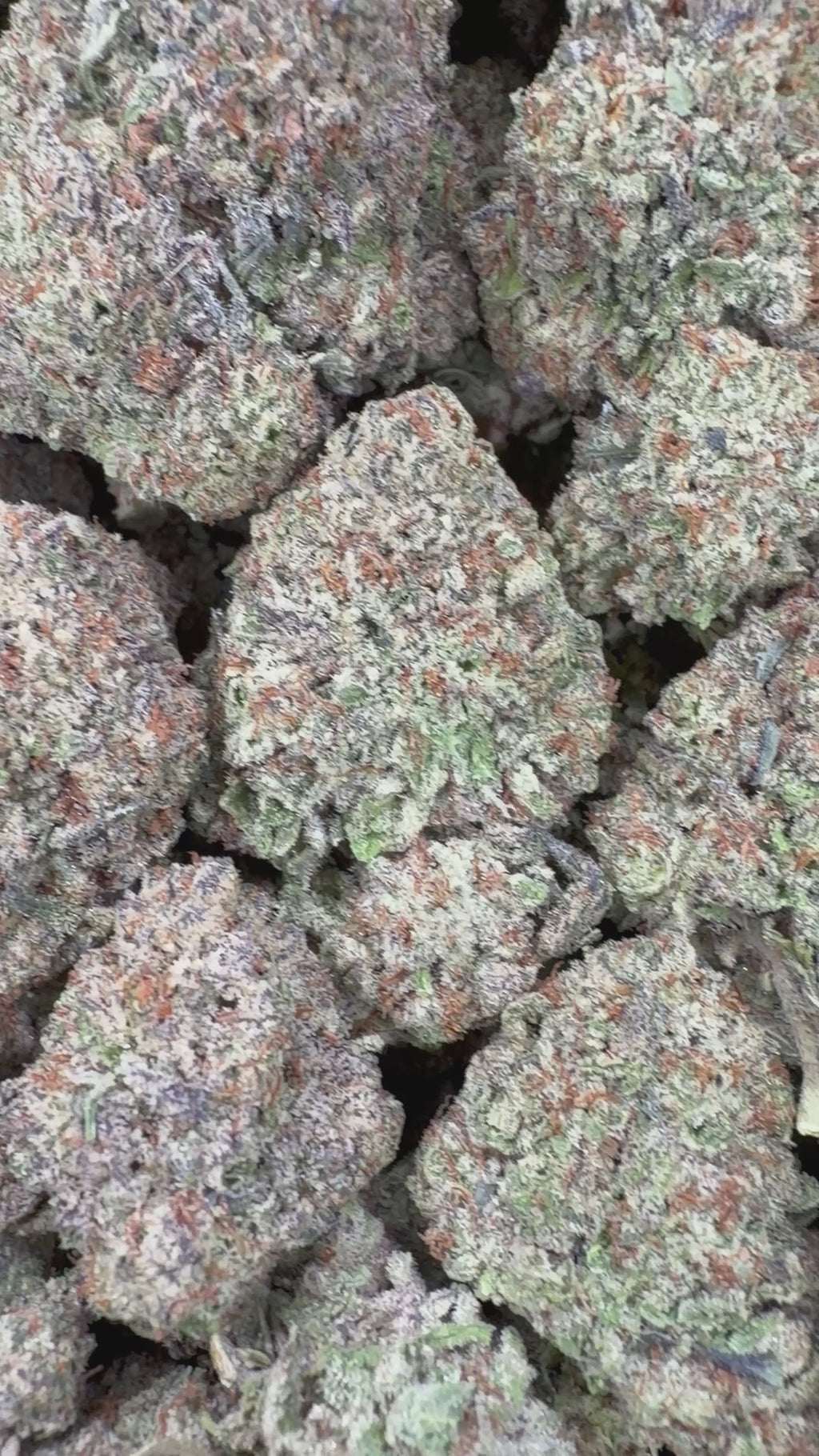 Gelato Ice