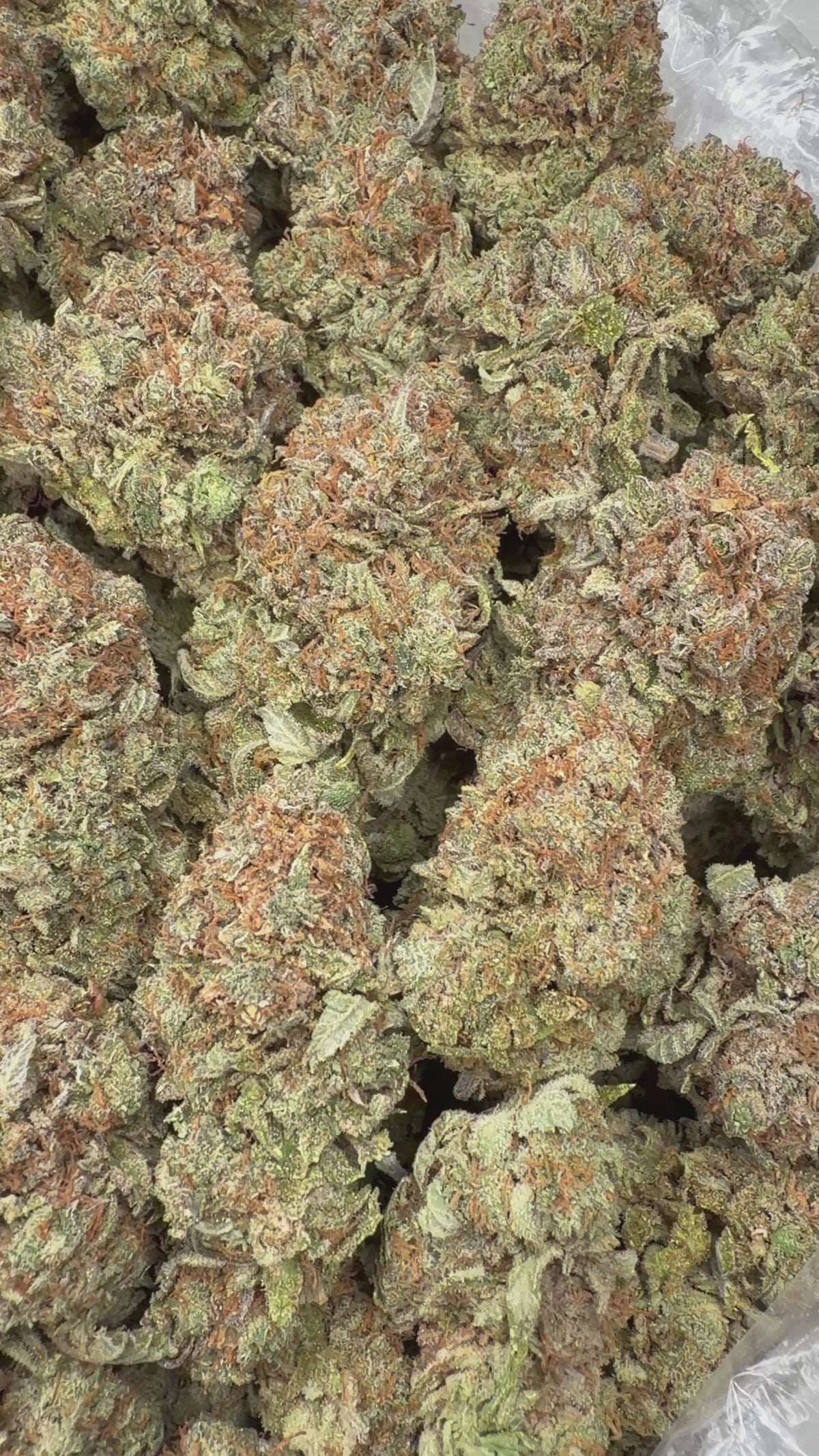 Platinum Bubba