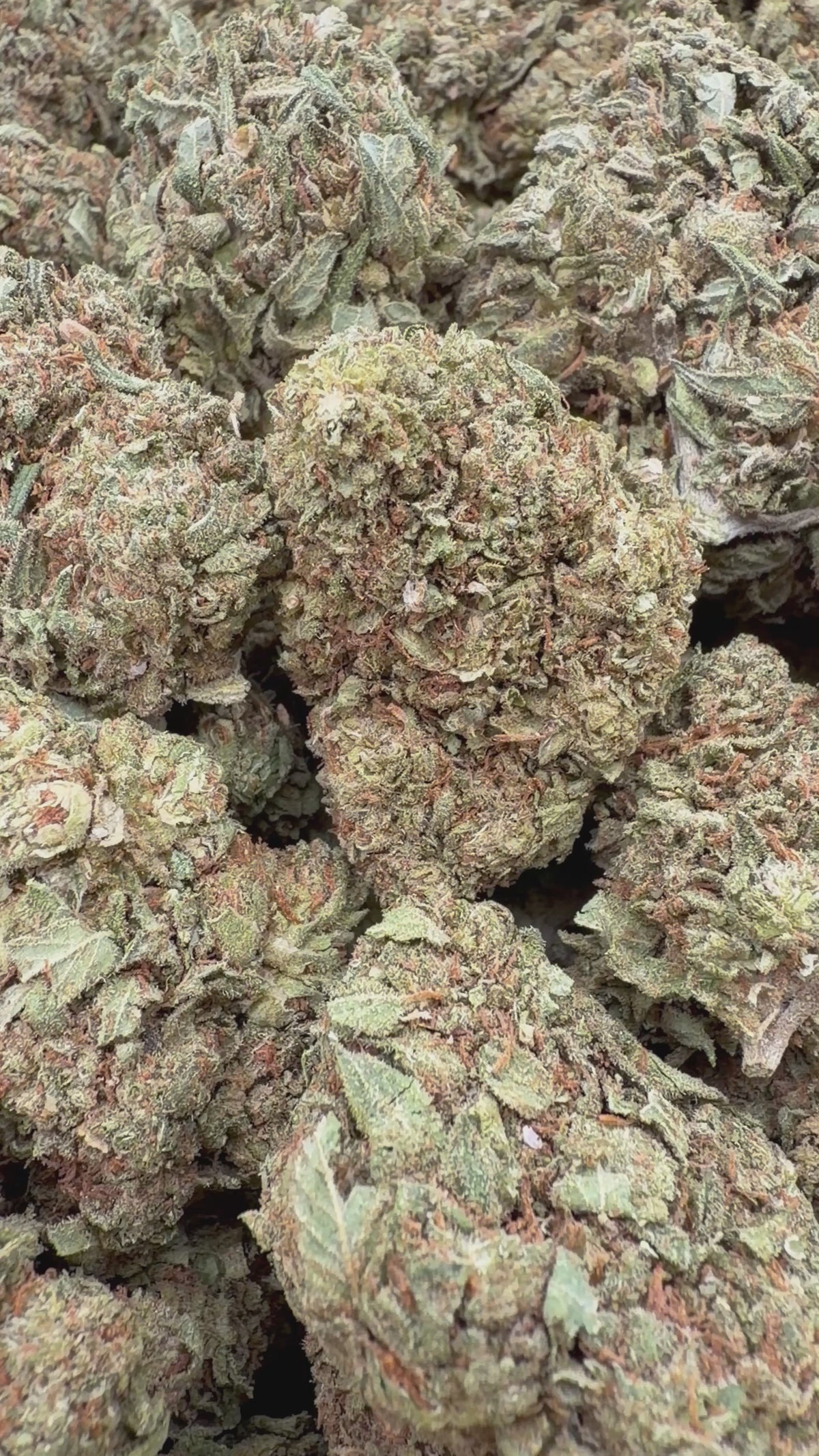 White Walker Kush