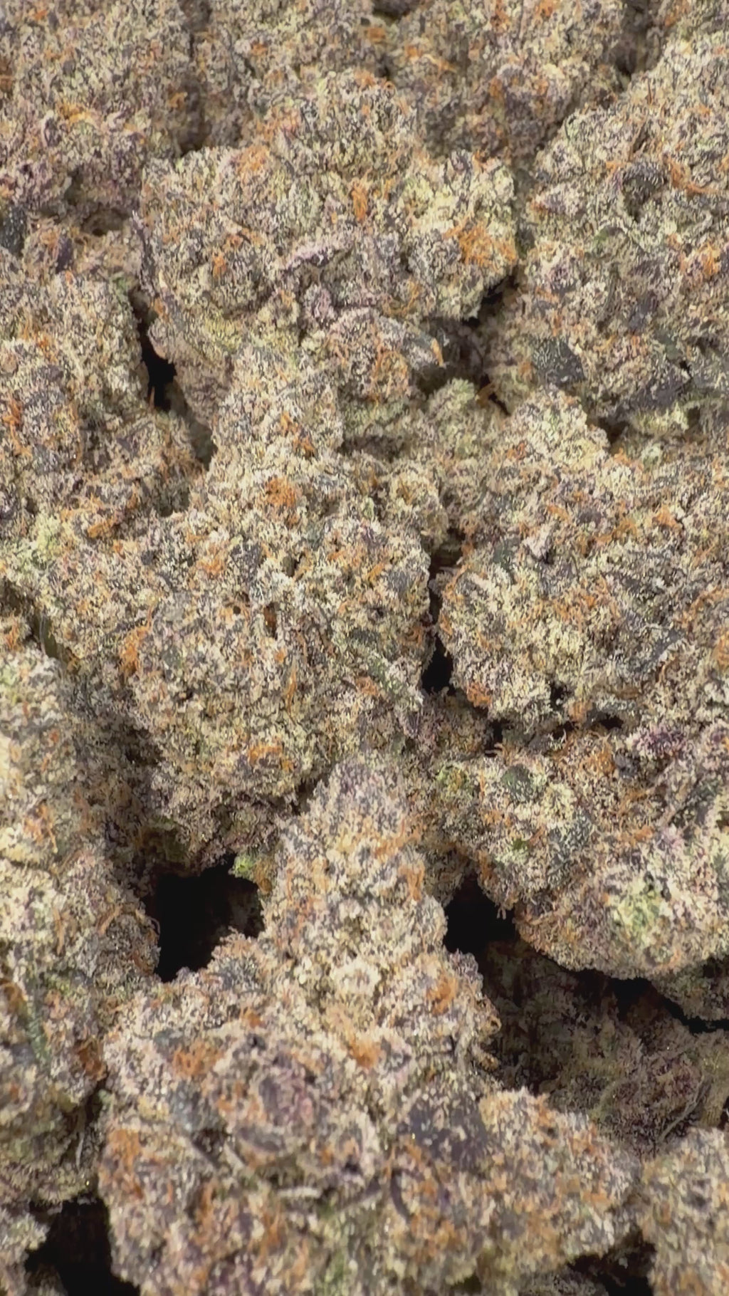 Zebra Fuel - 64x 7G Jars