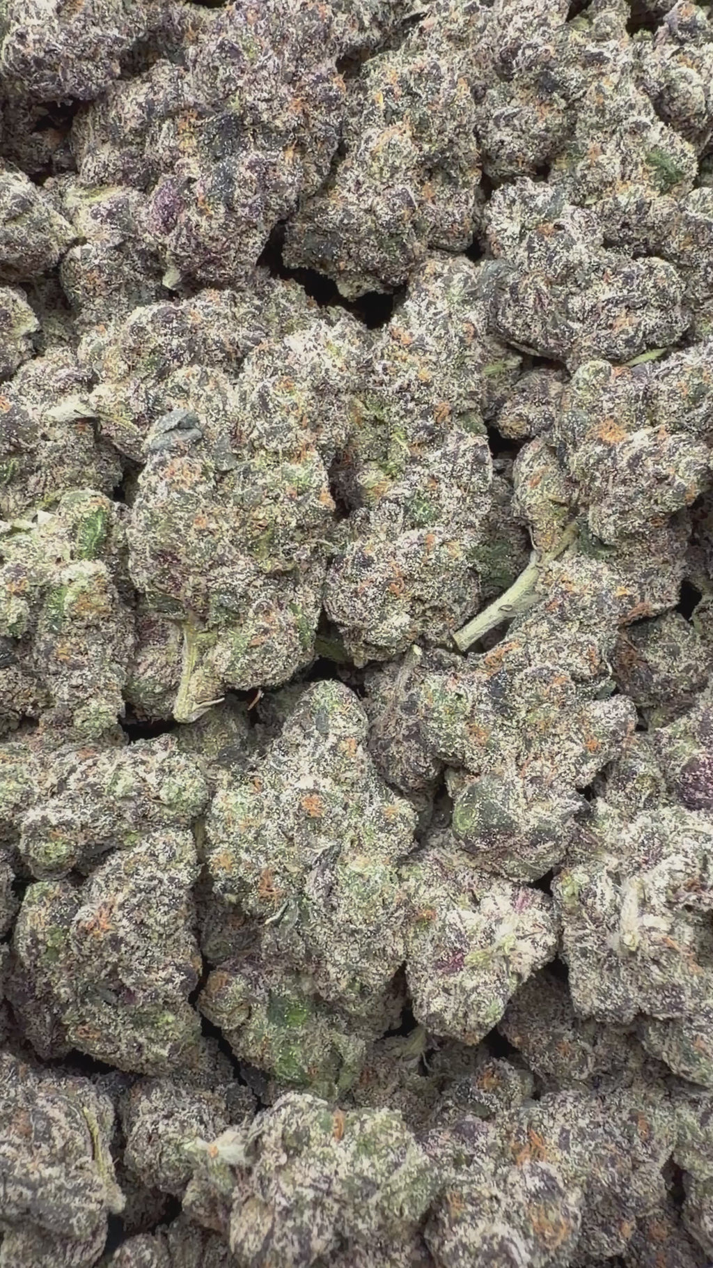 Purple Razzleberry Runtz