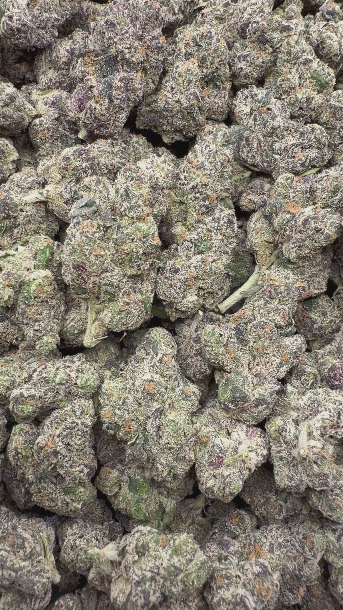 Purple Razzleberry Runtz