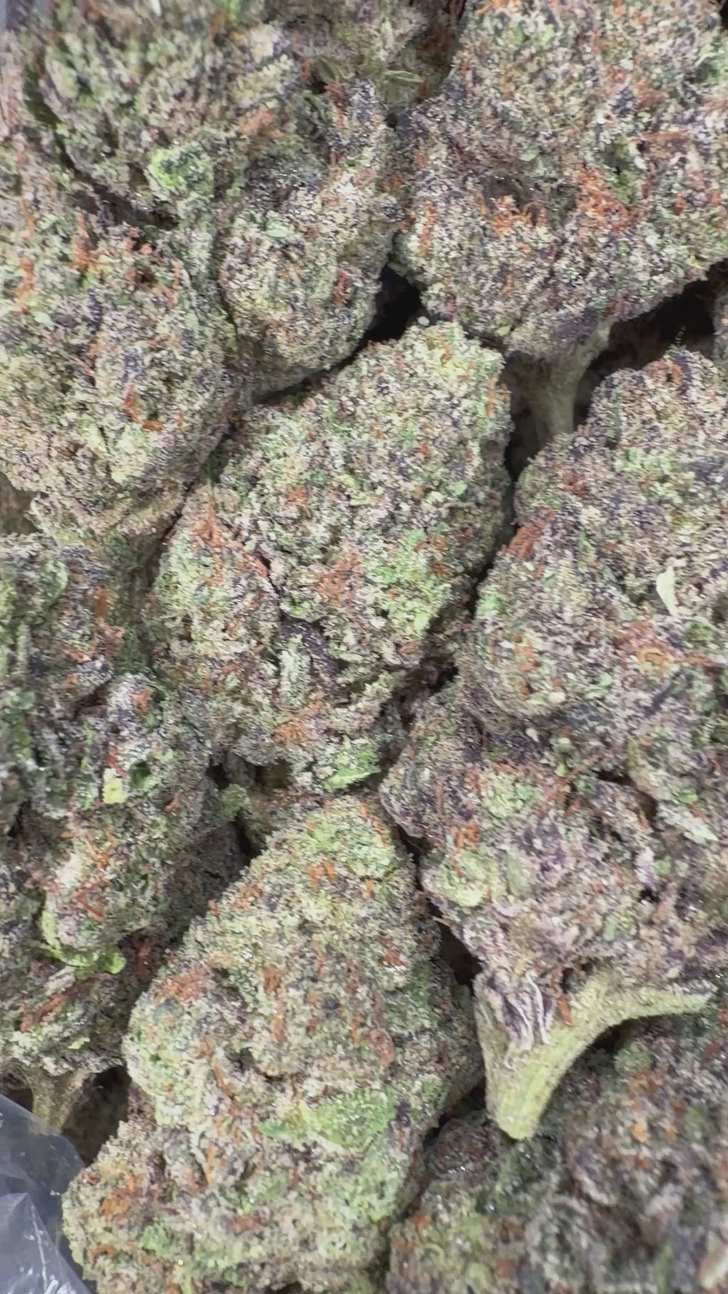 4oz Animal Cookies