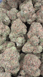 Gelato 47 (Room 2)