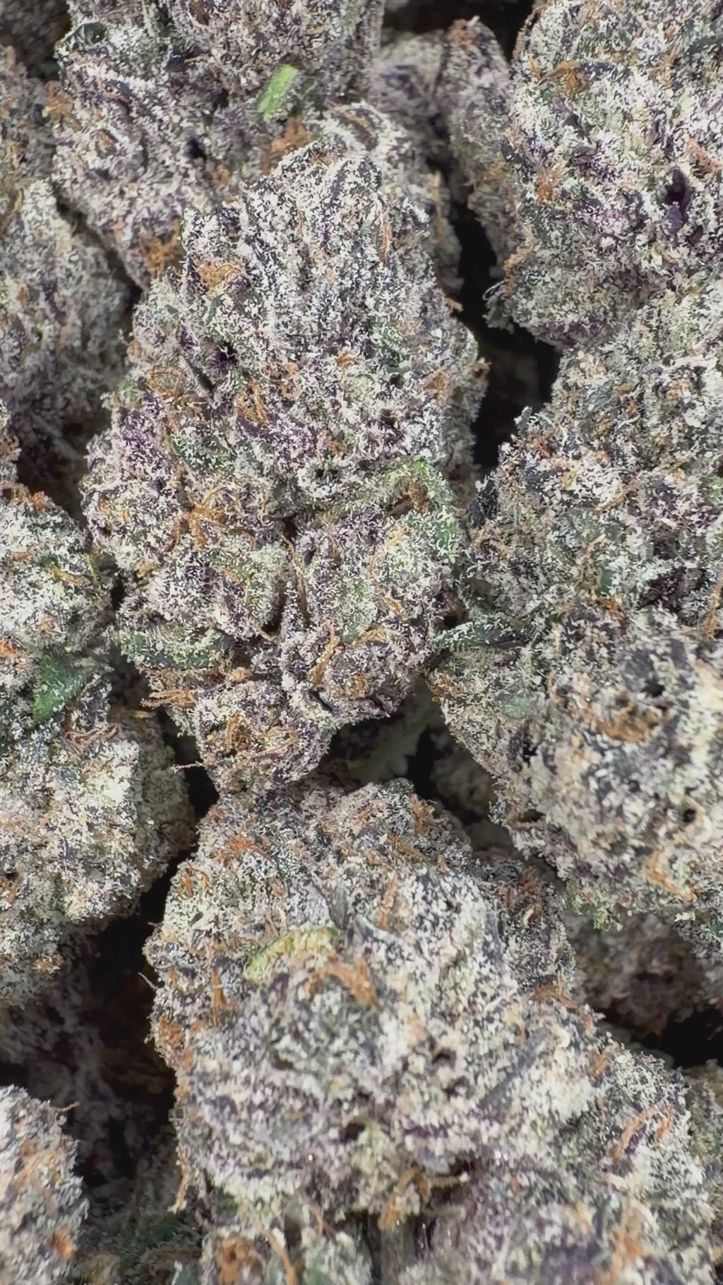 Rainbow Kotton Candy - 64x 7G Jars