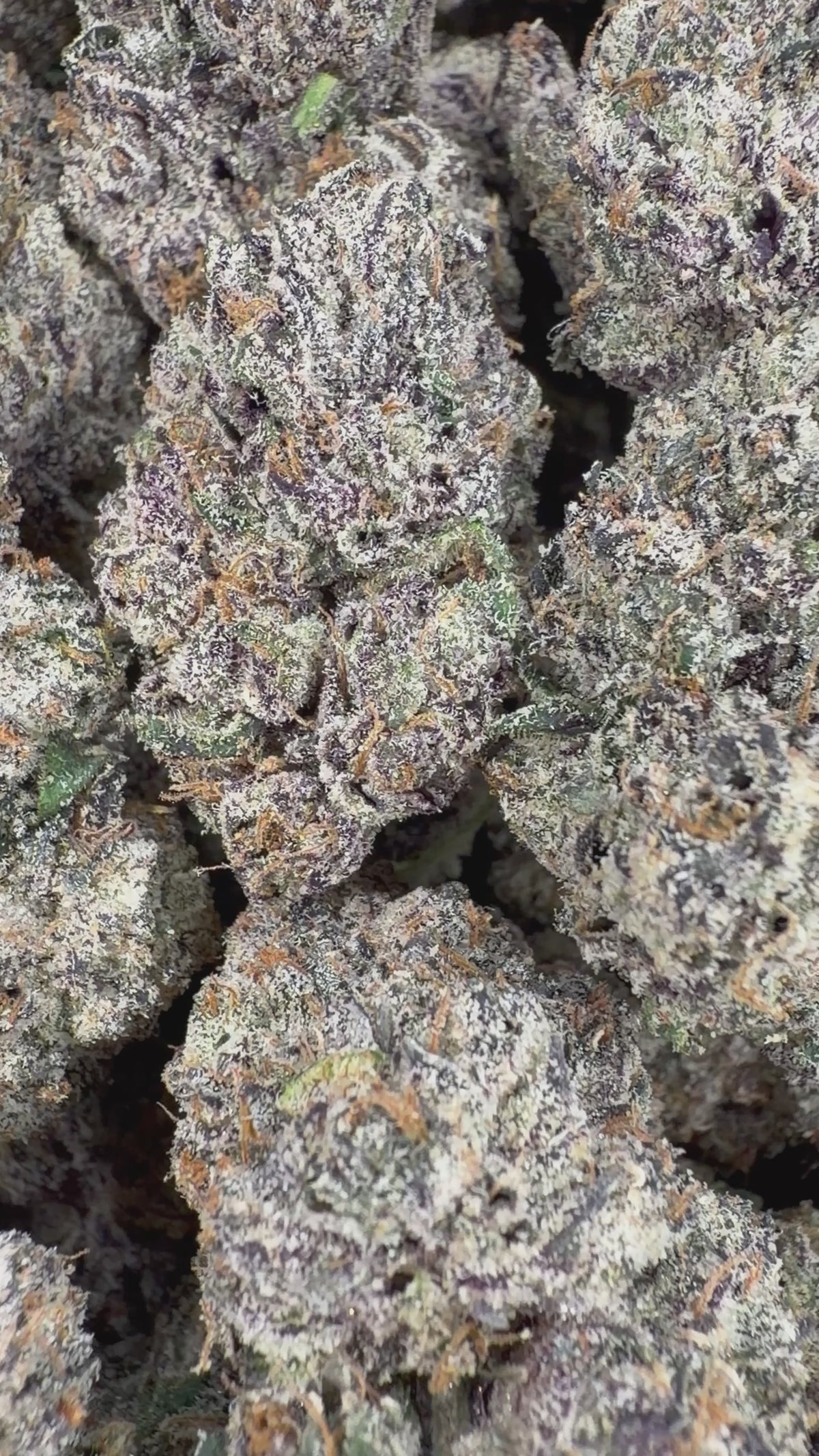 Rainbow Kotton Candy - 64x 7G Jars